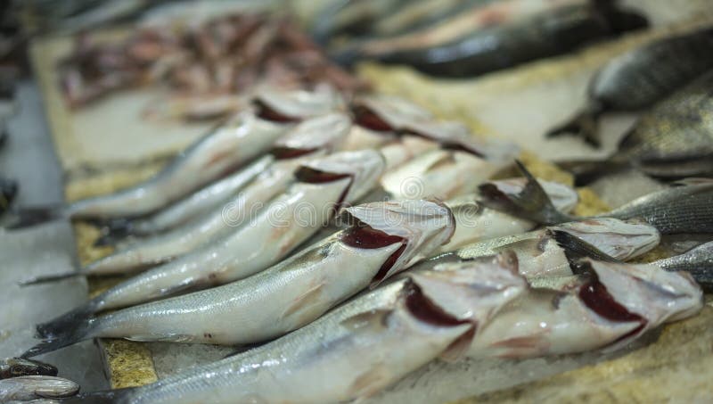 Bajo fresco en el mercado de pescados imagenes de archivo Bajo fresco en el mercado de pescados imagenes de archivo