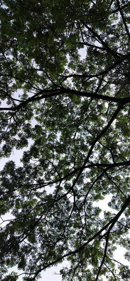 Bajo árbol verde fresco y nube fotografía de archivo