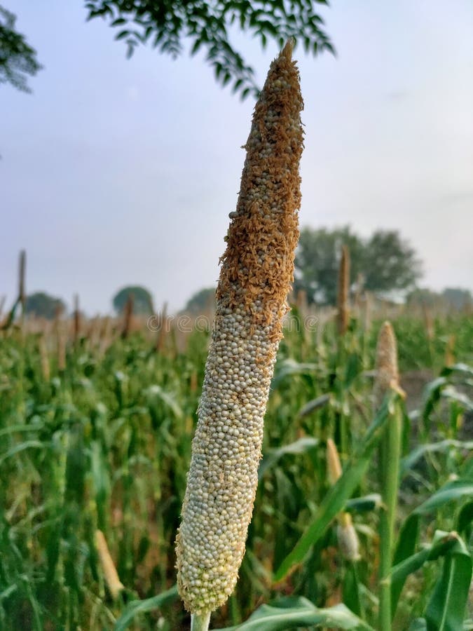 659 bajra photos free royalty free stock photos from dreamstime 659 bajra photos free royalty free