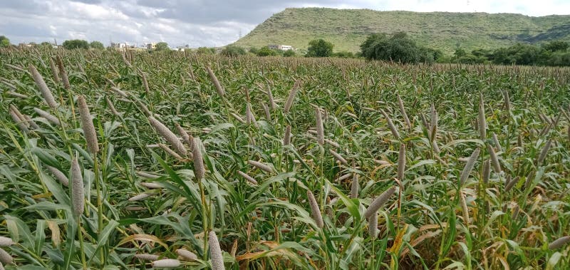 659 bajra photos free royalty free stock photos from dreamstime 659 bajra photos free royalty free