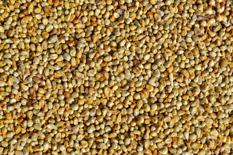 Bajra Grain,millets Seeds Top View ,indian Bread Seed Millet Stock