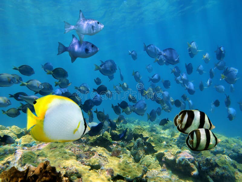 Bajío de pescados tropicales sobre un filón coralino imágenes de archivo libres de regalías Bajío de pescados tropicales sobre un filón coralino imágenes de archivo libres de regalías