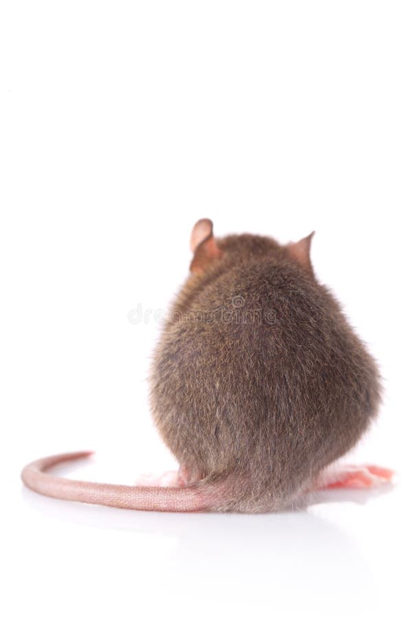 bak tjalla skjutit royaltyfri fotografi bak tjalla skjutit royaltyfri fotografi
