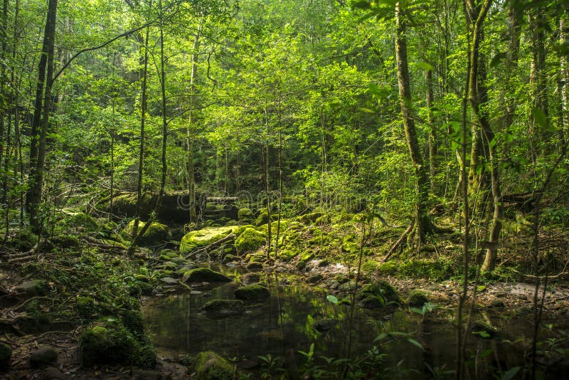 Bakgrund av en scenisk skog av nya gröna träd och den rena stren royaltyfria bilder Bakgrund av en scenisk skog av nya gröna träd och den rena stren royaltyfria bilder