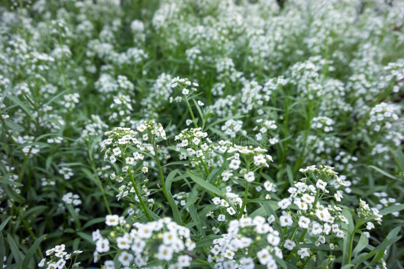 Bakgrund av vit blommande alissumLobularia i sommar arkivbild Bakgrund av vit blommande alissumLobularia i sommar arkivbild