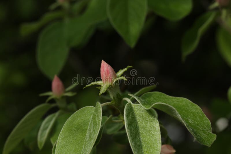 bakgrund blommar fj?dern arkivbilder bakgrund blommar fj?dern arkivbilder