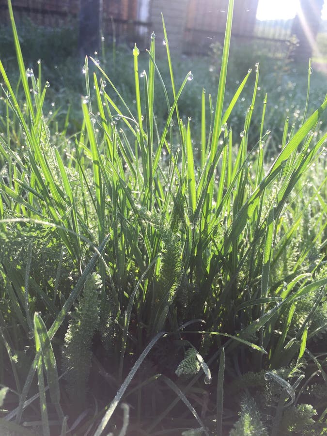 bakgrund f?r gr?nt gr?s med solen fotografering för bildbyråer bakgrund f?r gr?nt gr?s med solen fotografering för bildbyråer