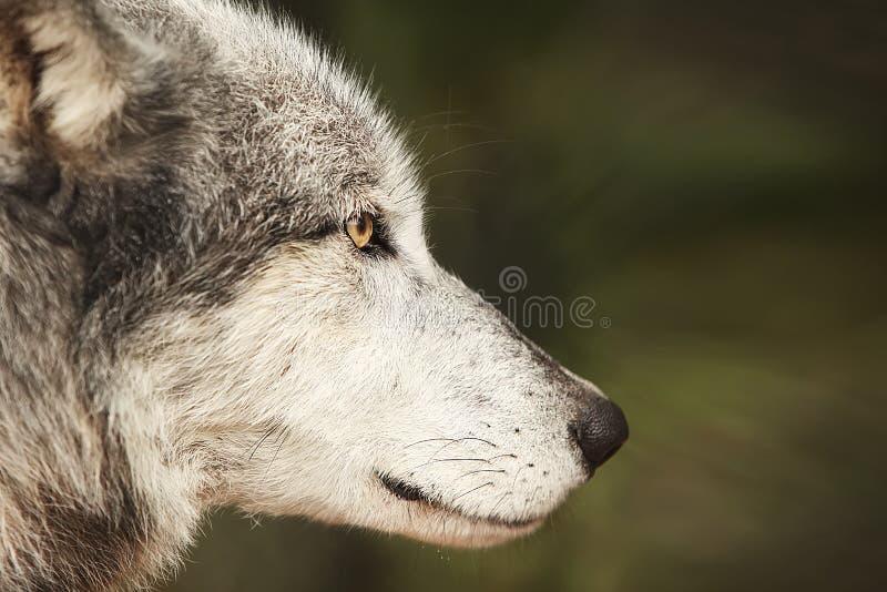 Bakgrund för Digitalt fotografi av Grey Wolf Profile royaltyfri foto Bakgrund för Digitalt fotografi av Grey Wolf Profile royaltyfri foto