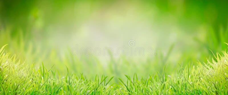 Green grass background, banner. Summer or spring nature. Sunny day layout. Green grass background, banner. Summer or spring nature. Sunny day layout