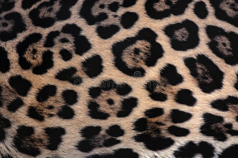 Bakgrund för Jaguar pälstextur med härlig prickig kamouflage