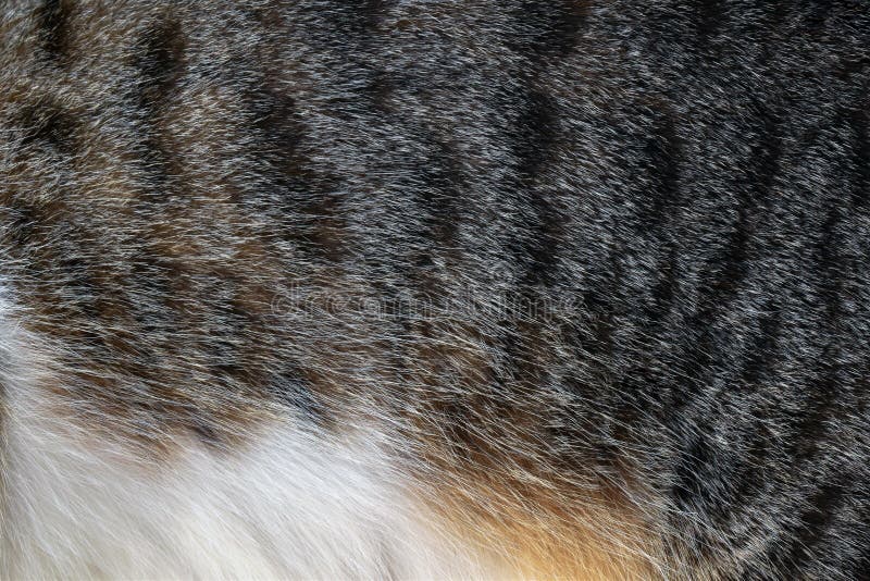Bakgrund för kattpäls. tabbby cat-hårtextur. royaltyfri fotografi