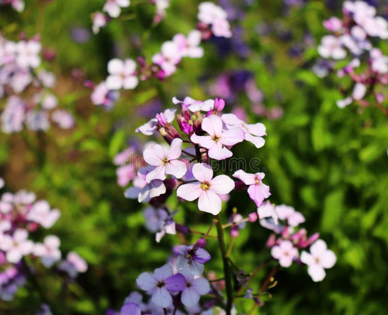 Bakgrund för longipetala för Matthiola för violett vår för nattblommor som försiktig är bekant som natt-vädrat materiel eller aft royaltyfria bilder Bakgrund för longipetala för Matthiola för violett vår för nattblommor som försiktig är bekant som natt-vädrat materiel eller aft royaltyfria bilder