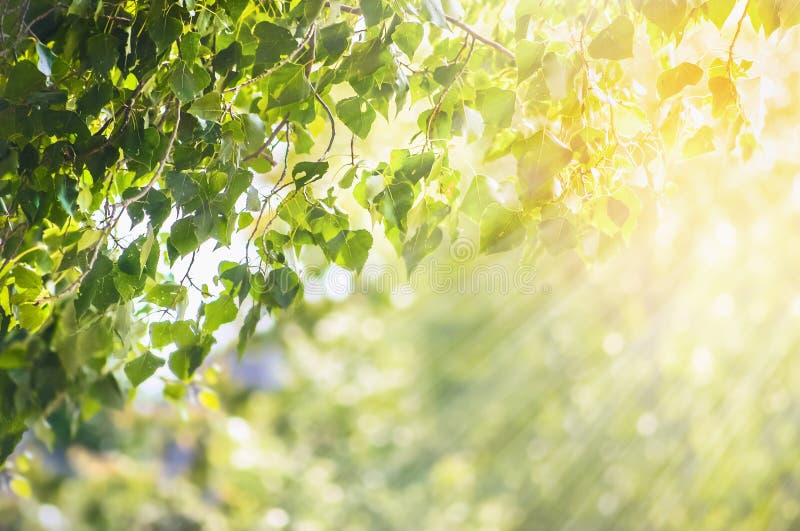 Bakgrund för naturvårsommar med gröna sidor förgrena sig royaltyfri fotografi