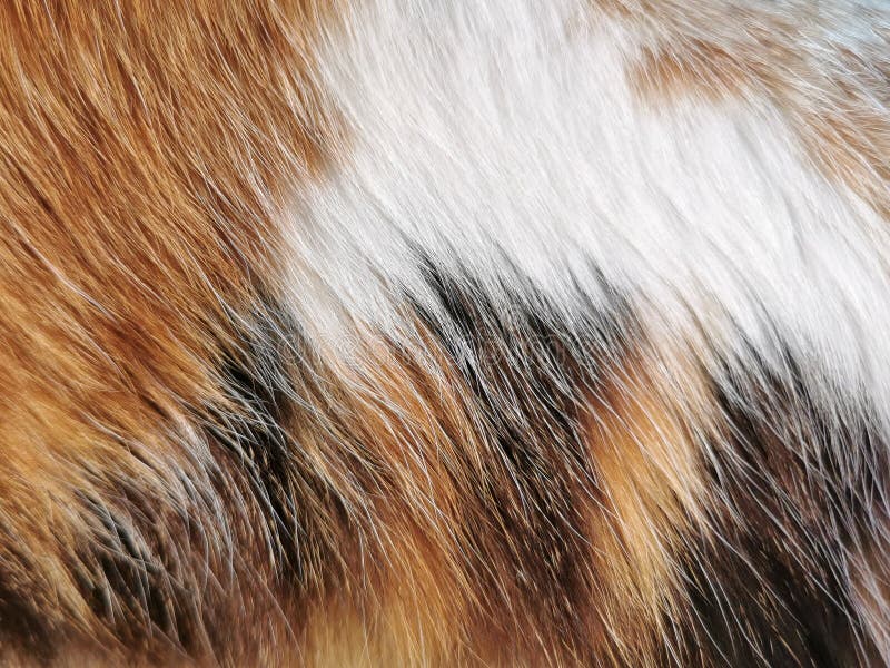 Bakgrund för päls av katt eller sköldpadda av kattpäls. arkivbilder