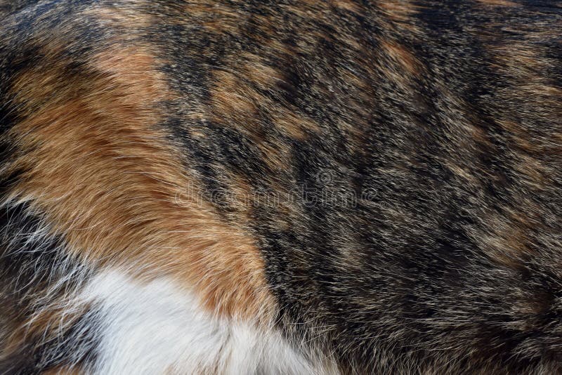 Bakgrund för pälstextur för kalibrerad katt. Bakgrund för kattpäls. Kattpälsbakgrund för calico eller tortoiseshell. päls eller päls.