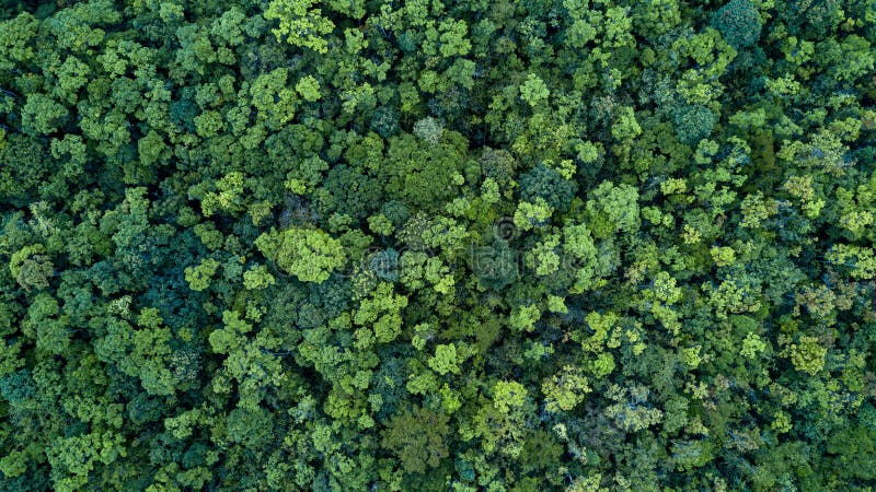 Bakgrund för skog- och trädlandskaptextur, flyg- skog för bästa sikt, textur av skogsikten från över royaltyfria bilder