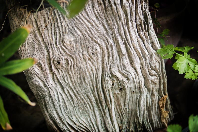 Bakgrund för textur för naturfärg wood trägammal textur royaltyfri bild Bakgrund för textur för naturfärg wood trägammal textur royaltyfri bild