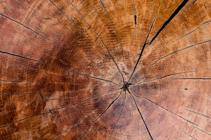 Bakgrund för textur för trädcirklar gammal wood, årlig cirkel för tvärsnitt arkivbild Bakgrund för textur för trädcirklar gammal wood, årlig cirkel för tvärsnitt arkivbild