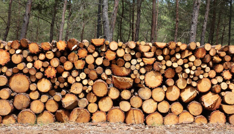 Bakgrund för virkesstockskorsten från vinterstockar. Lagring av ved i skog. runda trunkklipp fotografering för bildbyråer