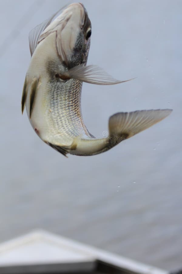 Bakgrund i blått med fisken stränger på royaltyfri foto Bakgrund i blått med fisken stränger på royaltyfri foto