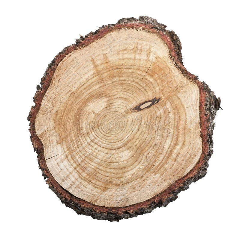 Top view of a tree stump isolated on white background. Top view of a tree stump isolated on white background