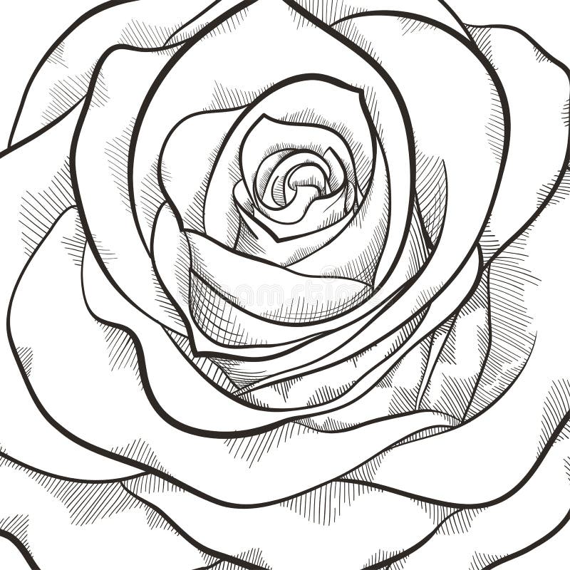 Bakgrund med den härliga svartvita rosen vektor illustrationer