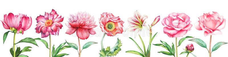 Bakgrund med den röda och rosa pionen för vattenfärgen, steg, vallmo- och amaryllisblommor stock illustrationer Bakgrund med den röda och rosa pionen för vattenfärgen, steg, vallmo- och amaryllisblommor stock illustrationer