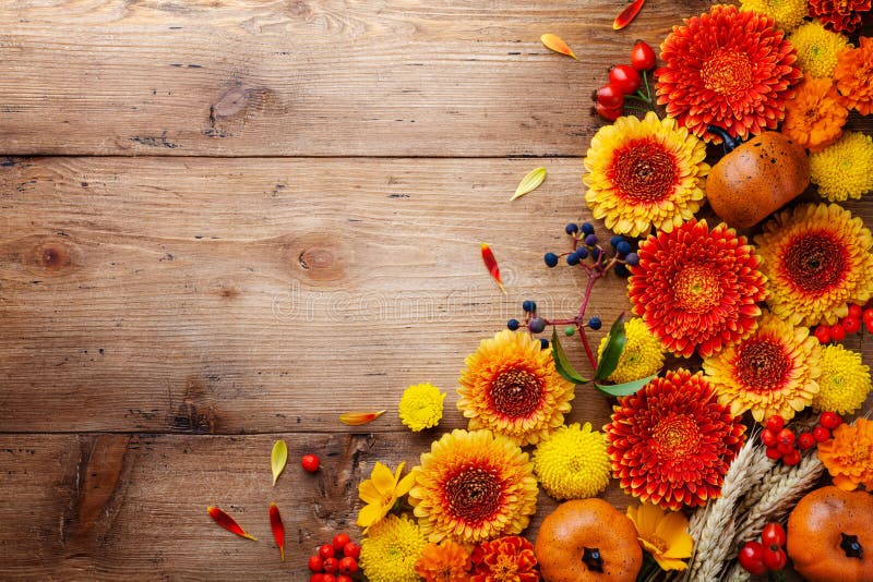 Bakgrund på hösten med orange och gul gerbera blommor röda bär dekorativa pumpor vetearon. tackdag fotografering för bildbyråer