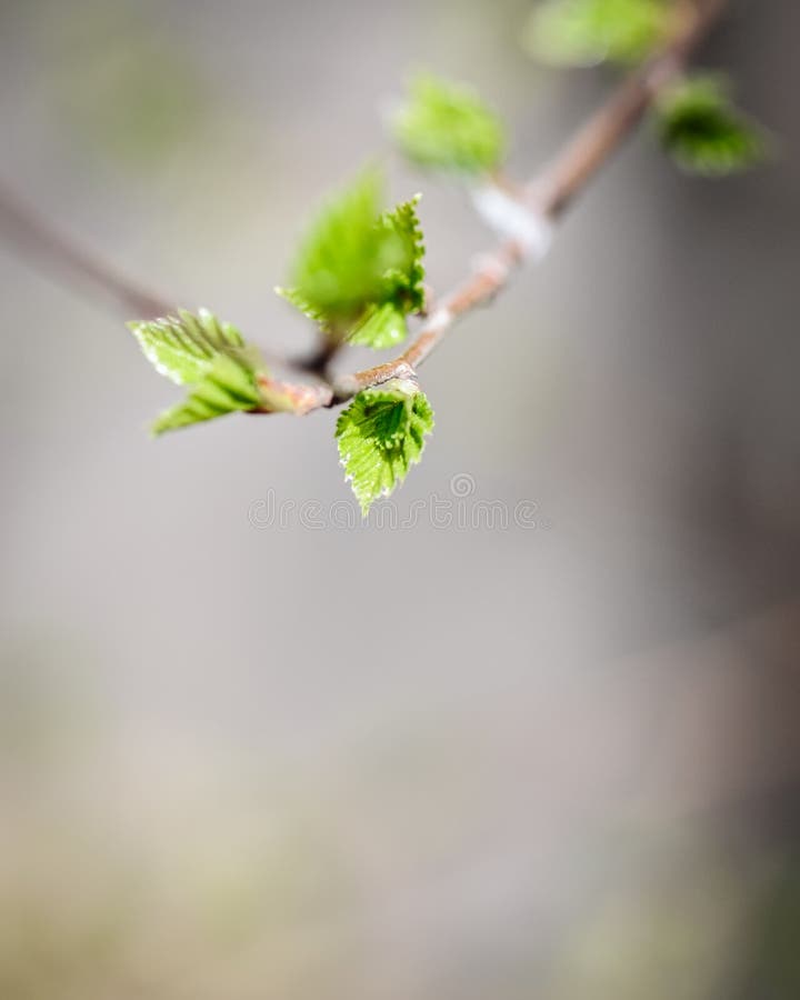 Bakgrund till nya vårfärska blad och förgreningar arkivbilder