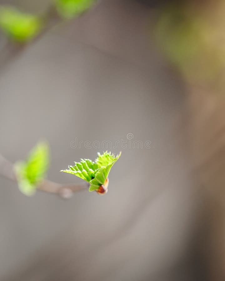 Bakgrund till nya vårfärska blad och förgreningar fotografering för bildbyråer