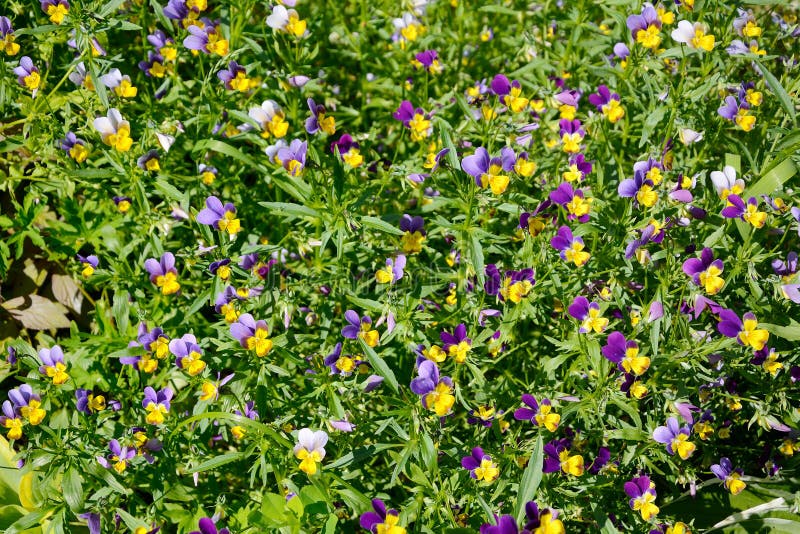 Bakgrunden av den tricolor altfiolen eller pansies royaltyfri bild Bakgrunden av den tricolor altfiolen eller pansies royaltyfri bild