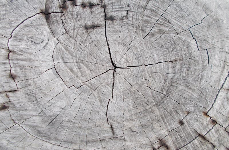 Bakgrunder för stam för Closeupträträdklipp, naturlig trädcirkel som klipps för att förbrylla trätextur och timmermodeller arkivfoto Bakgrunder för stam för Closeupträträdklipp, naturlig trädcirkel som klipps för att förbrylla trätextur och timmermodeller arkivfoto