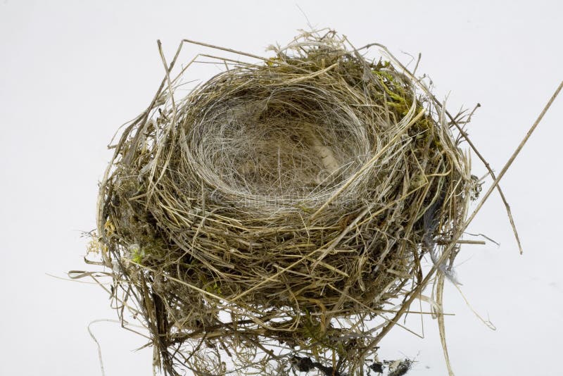 bakgrundsfåglar nest white arkivfoton bakgrundsfåglar nest white arkivfoton