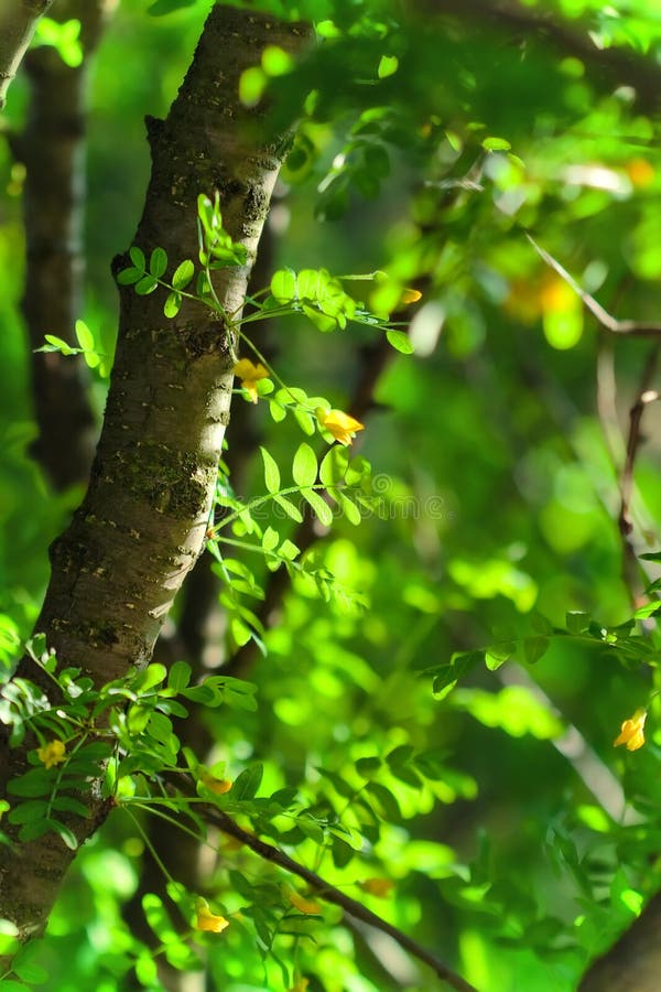 Bakgrundsgreen låter vara sommar arkivbilder