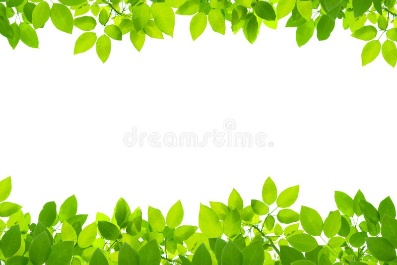 Bakgrundsgreenleaves royaltyfria foton