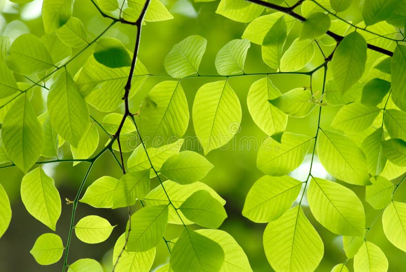 Bakgrundsgreenleaves royaltyfria bilder