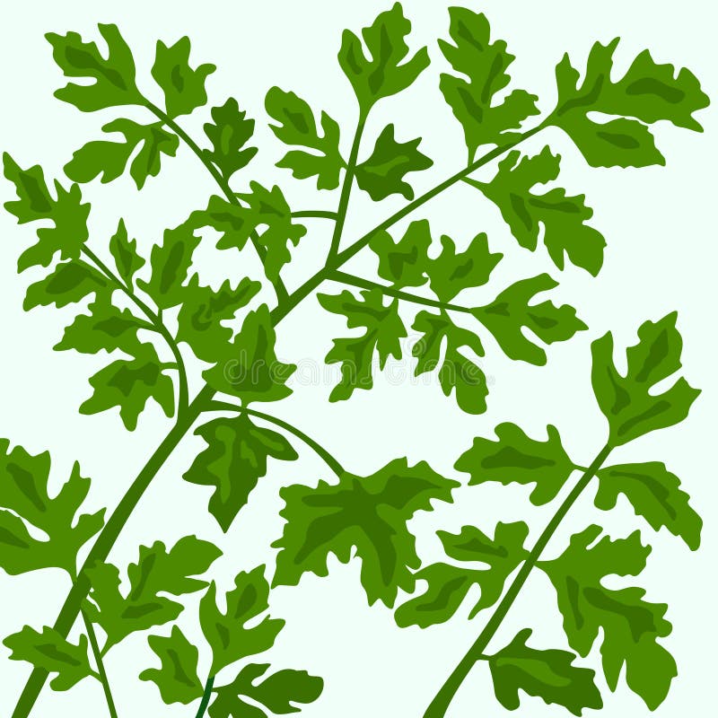 Parsley Background is hand drawn original artwork. The vector file is in AI-EPS8 format. Parsley Background is hand drawn original artwork. The vector file is in AI-EPS8 format.