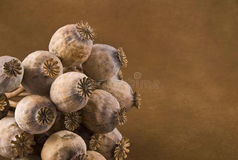 Poppy heads detail - pods with poppy grain isolated on brown. Poppy heads detail - pods with poppy grain isolated on brown