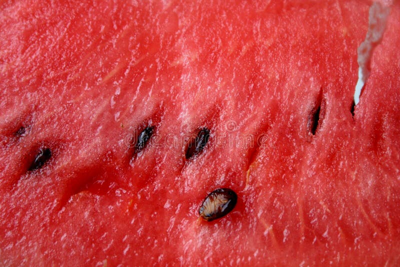 bakgrundsvattenmelon royaltyfri fotografi bakgrundsvattenmelon royaltyfri fotografi