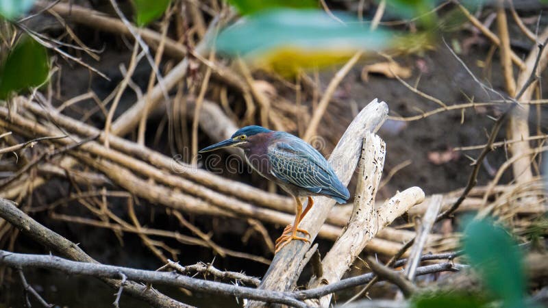 bakgrön heron royaltyfri foto bakgrön heron royaltyfri foto