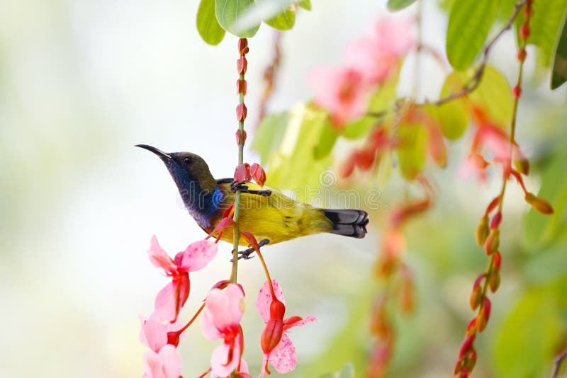 bakolive sunbird arkivbilder bakolive sunbird arkivbilder