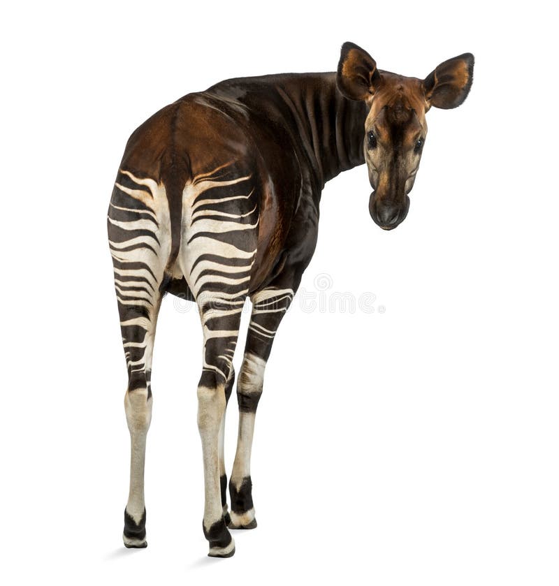 Bakre sikt av en okapi som tillbaka ser på kameran arkivfoton Bakre sikt av en okapi som tillbaka ser på kameran arkivfoton