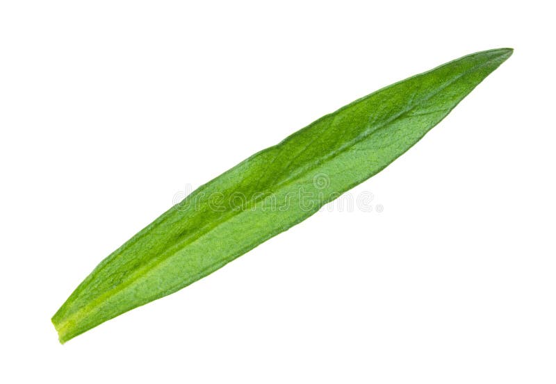 baksida av blad av färsk dragvagn (östragon) royaltyfria bilder baksida av blad av färsk dragvagn (östragon) royaltyfria bilder