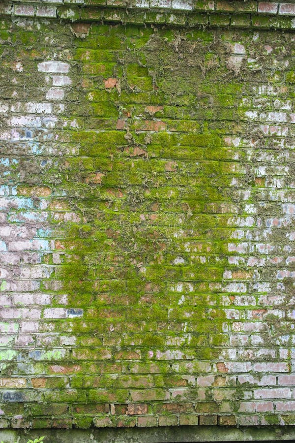 Bakstenen muur met groen mos wordt behandeld dat De Satarayabakstenen muur is nat en behandelt dat met dik mos De achtergrond van stock foto's Bakstenen muur met groen mos wordt behandeld dat De Satarayabakstenen muur is nat en behandelt dat met dik mos De achtergrond van stock foto's