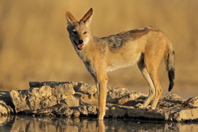 baksvart jackal royaltyfri foto baksvart jackal royaltyfri foto