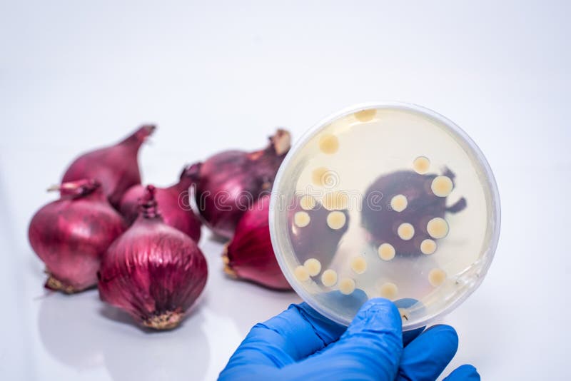 A E coli bacterial culture plate is shown against red onion. A E coli bacterial culture plate is shown against red onion