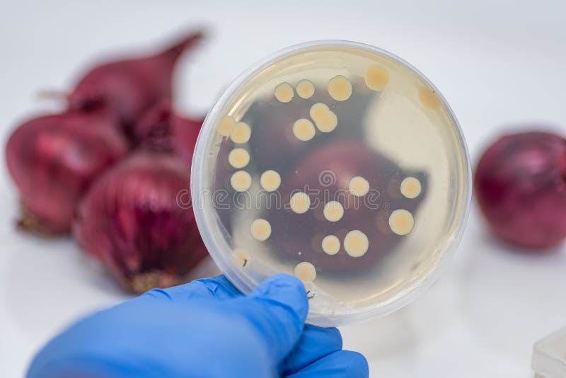 A E coli bacterial culture plate is shown against red onion. A E coli bacterial culture plate is shown against red onion