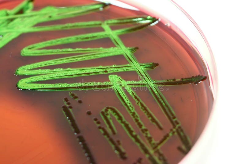 bakterii kultury mikrobiologia obrazy stock bakterii kultury mikrobiologia obrazy stock