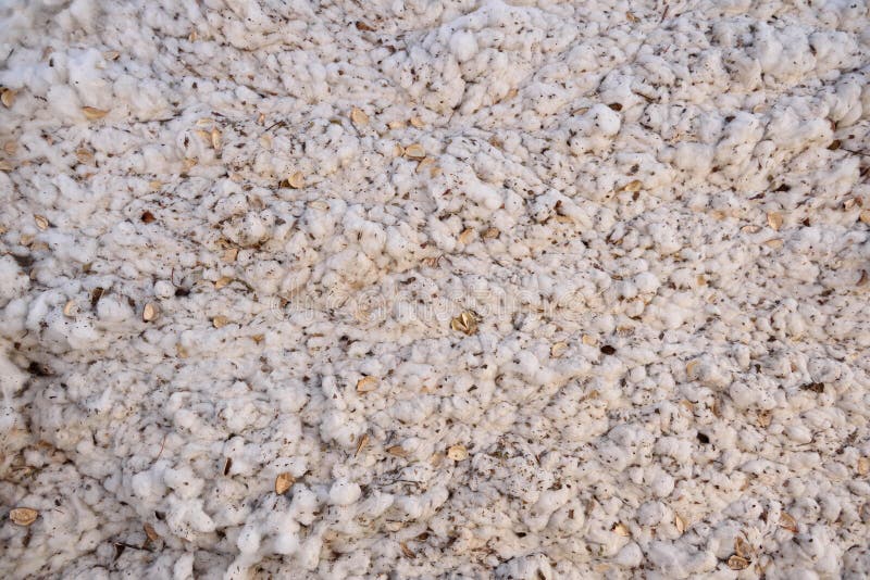 Bala recién cosechada de algodón blanco crudo comprimido imágenes de archivo libres de regalías Bala recién cosechada de algodón blanco crudo comprimido imágenes de archivo libres de regalías