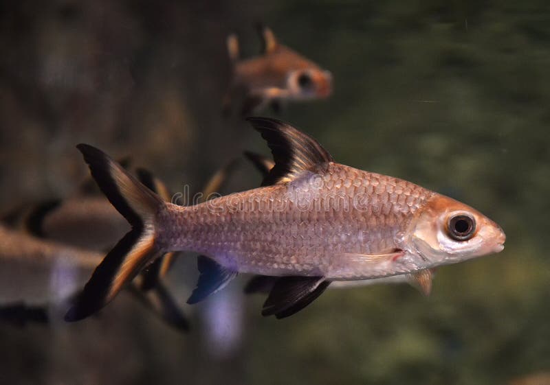 Bala Shark or Silver Shark stock image. Image of tricolor 56913927